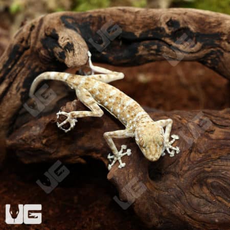 Fan Footed Geckos (Ptyodactylus hasselquistii) For Sale - Underground Reptiles