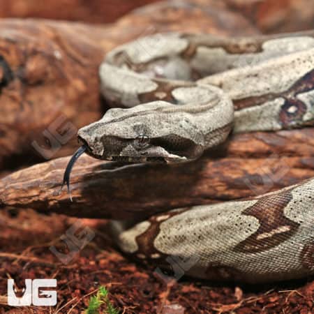 Baby Female Aberrant Guyana Redtail Boa (Boa c. constrictor) for sale