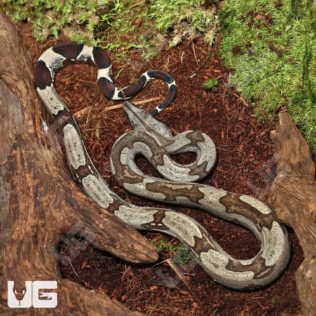 Baby Female Aberrant Guyana Redtail Boa (Boa c. constrictor) for sale