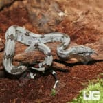 Baby Female Aberrant Stripe Tail Guyana Redtail Boa (Boa c. constrictor) for sale