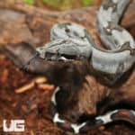 Baby Female Aberrant Stripe Tail Guyana Redtail Boa (Boa c. constrictor) for sale