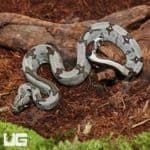 Baby Female Aberrant Stripe Tail Guyana Redtail Boa (Boa c. constrictor) for sale