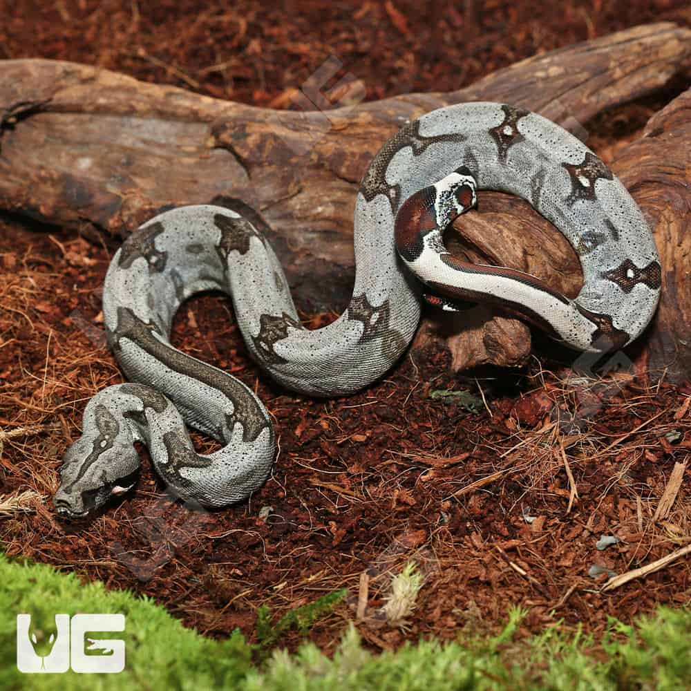 Baby Female Aberrant Stripe Tail Guyana Redtail Boa (Boa c. constrictor) for sale