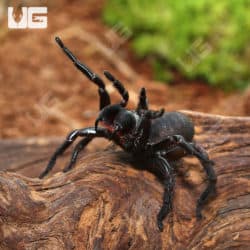 Thai Funnel Web Spider (Macrothele Sp. Thai) For Sale - Underground Reptiles