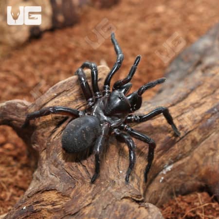 Thai Funnel Web Spider (Macrothele Sp. Thai) For Sale - Underground Reptiles