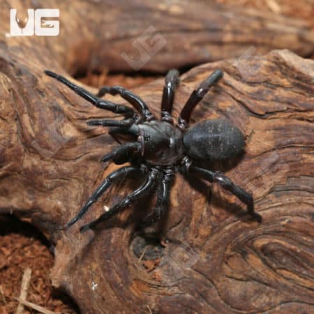 Thai Funnel Web Spider (Macrothele Sp. Thai) For Sale - Underground Reptiles