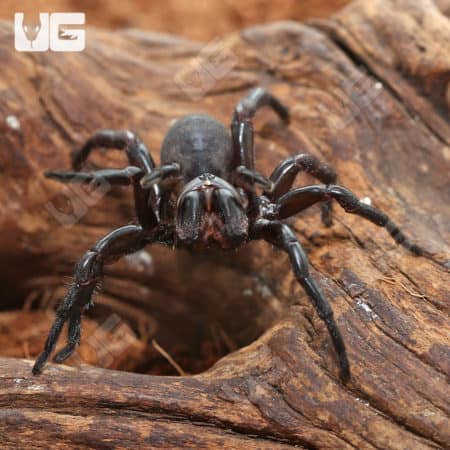 Thai Funnel Web Spider (Macrothele Sp. Thai) For Sale - Underground Reptiles