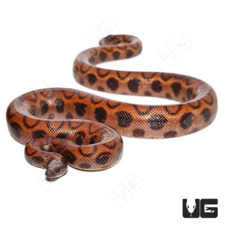 Adult Brazilian Rainbow Boas (Epicrates cenchria) for sale