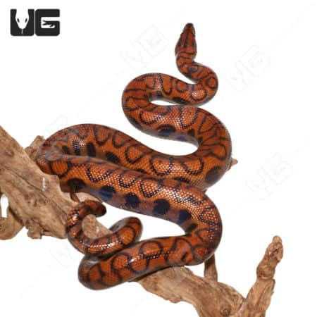 Adult Brazilian Rainbow Boas (Epicrates cenchria) for sale