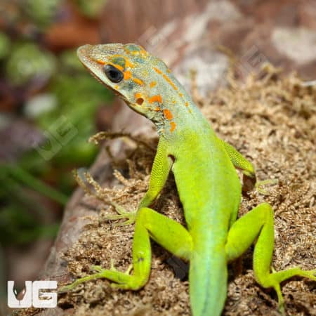 Anole lizard from Guadeloupe with vibrant green and orange markings.