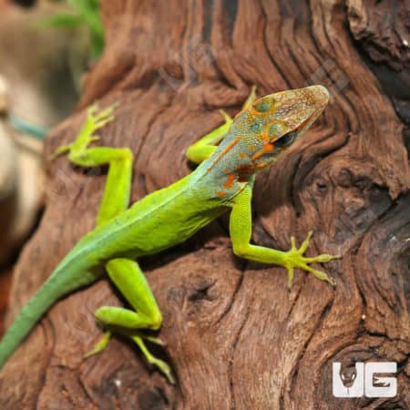 Anole lizard climbing on tree bark in natural habitat.