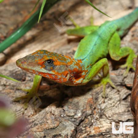 Anole lizard from Guadeloupe with vibrant green and orange markings.
