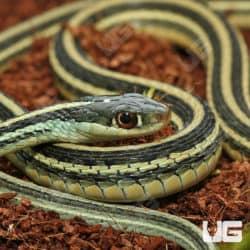 Gulf Coast Ribbon Snake (Thamnophis proximus orarius) For Sale - Underground Reptiles