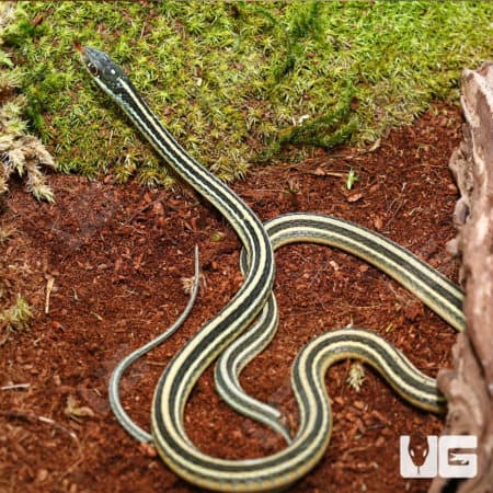 Gulf Coast Ribbon Snake in natural habitat with moss and soil background.