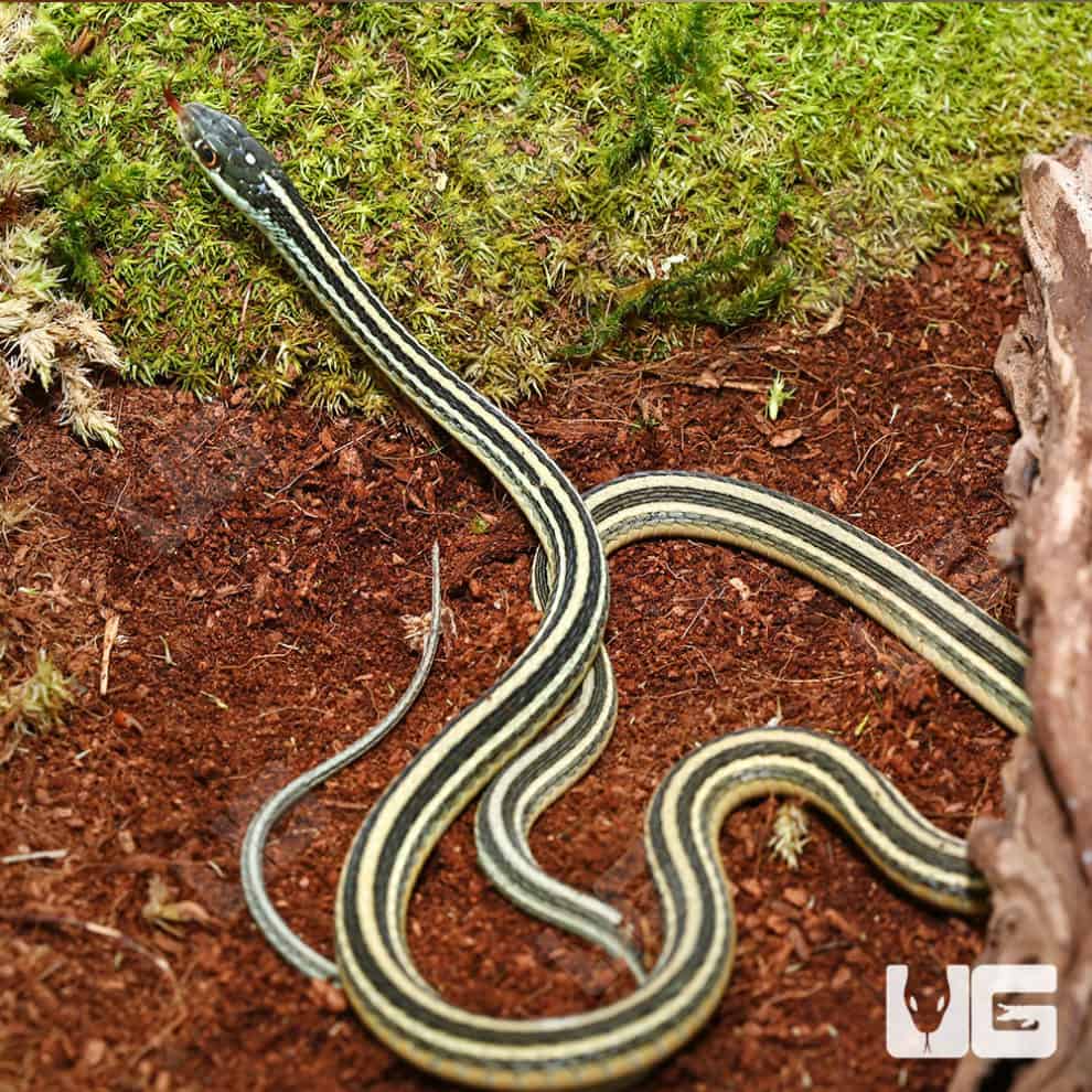 Ribbon Snakes For Sale Underground Reptiles