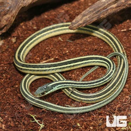 Gulf Coast Ribbon Snake (Thamnophis proximus orarius) For Sale - Underground Reptiles