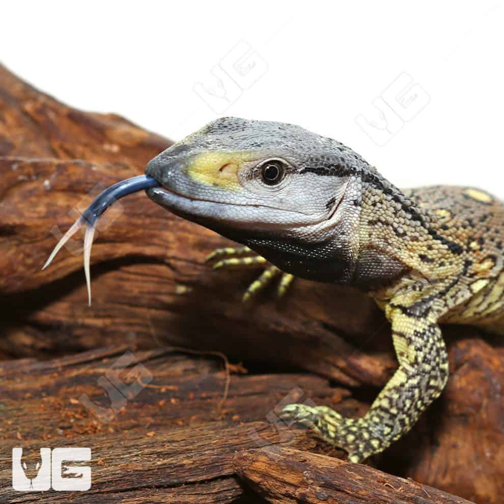 Baby Black Throat Monitor For Sale Underground Reptiles