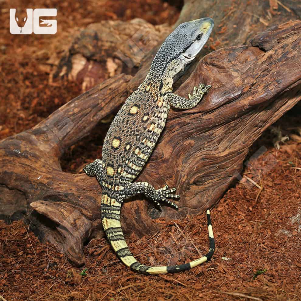 Baby Black Throat Monitor For Sale Underground Reptiles