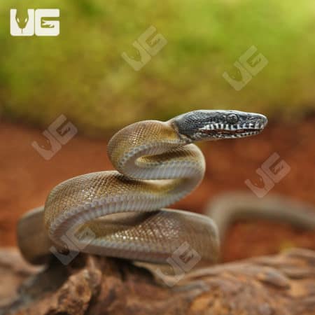 Hatchling D'Alberts White Lipped Python (Lamprolepis smaragdina) For Sale - Underground Reptiles
