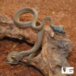 Hatchling D'Alberts White Lipped Python (Lamprolepis smaragdina) For Sale - Underground Reptiles