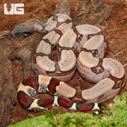 Guyana Redtail Boa (Boa c. constrictor) for sale