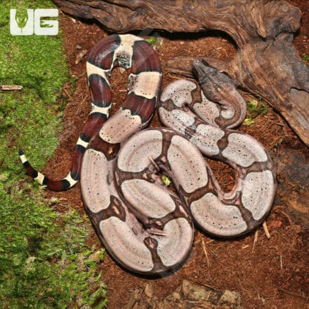 Guyana Redtail Boa (Boa c. constrictor) for sale