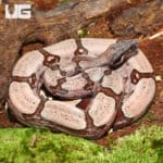 Guyana Redtail Boa (Boa c. constrictor) for sale