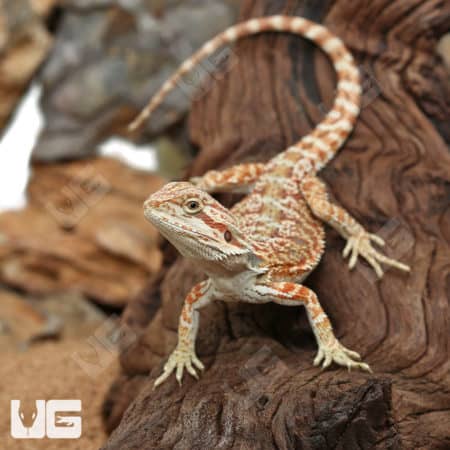 Hypo Inferno Bearded Dragons (Pogona vitticeps) for sale