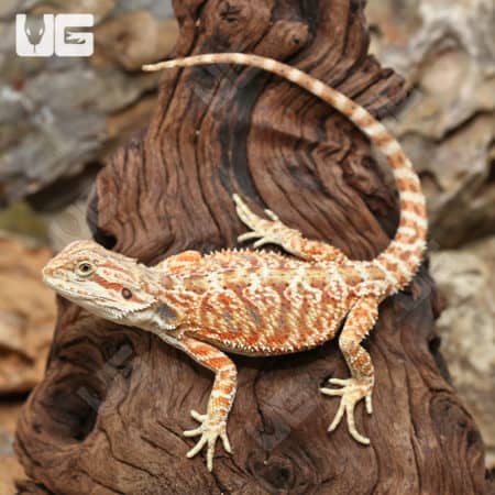 Hypo Inferno Bearded Dragons (Pogona vitticeps) for sale