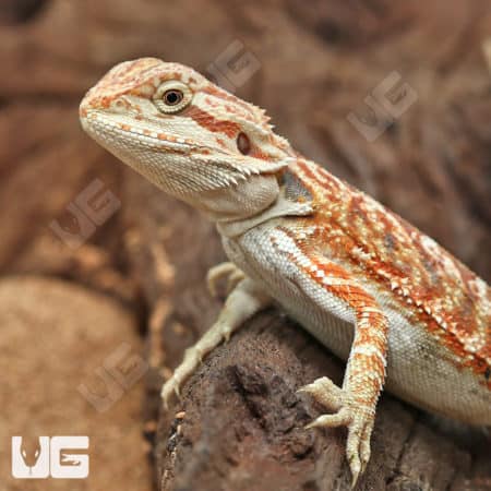 Hypo Inferno Bearded Dragons (Pogona vitticeps) for sale