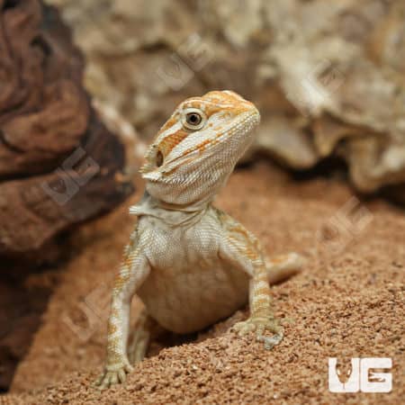 Hypo Inferno Leatherback Bearded Dragons (Pogona vitticeps) for sale
