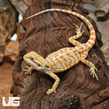 Hypo Inferno Leatherback Bearded Dragons (Pogona vitticeps) for sale