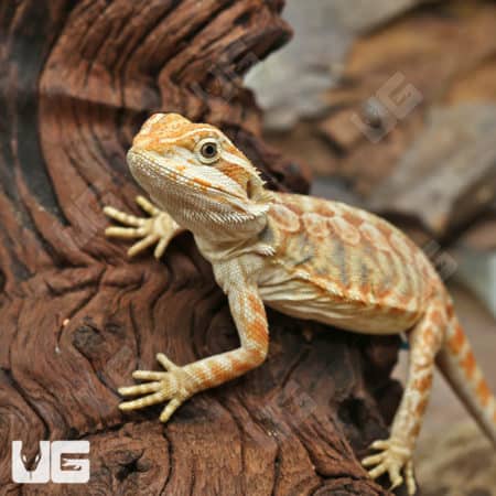 Hypo Inferno Leatherback Bearded Dragons (Pogona vitticeps) for sale