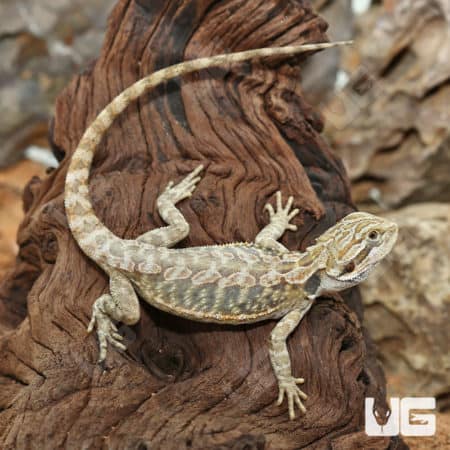 Hypo Leatherback Bearded Dragons (Pogona vitticeps) for sale