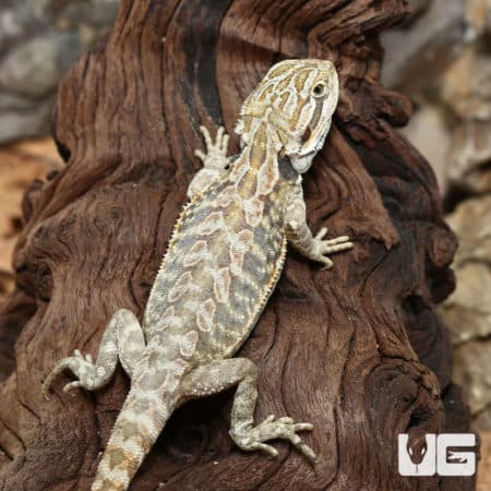 Hypo Leatherback Bearded Dragons (Pogona vitticeps) for sale