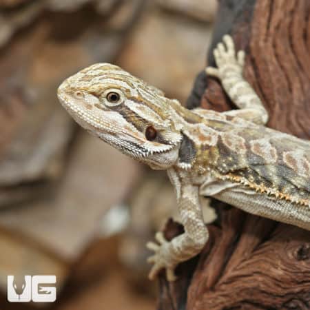 Hypo Leatherback Bearded Dragons (Pogona vitticeps) for sale