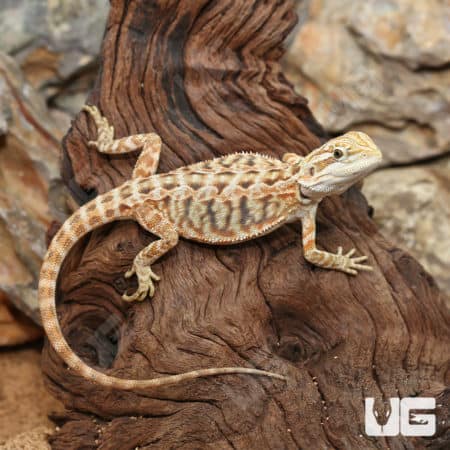 Inferno Leatherback Bearded Dragons (Pogona vitticeps) for sale
