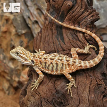 Inferno Leatherback Bearded Dragons (Pogona vitticeps) for sale
