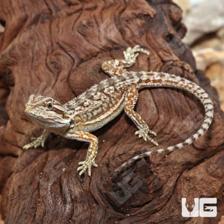 Juvenile Dunner Bearded Dragons (Pogona vitticeps) For Sale - Underground Reptiles