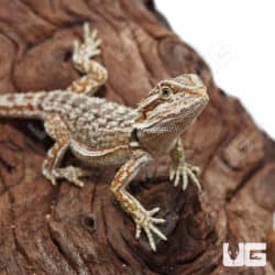 Juvenile Dunner Bearded Dragons (Pogona vitticeps) For Sale - Underground Reptiles