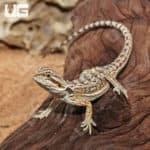 Juvenile Dunner Bearded Dragons (Pogona vitticeps) For Sale - Underground Reptiles