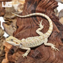 Juvenile Hypo Citrus Bearded Dragons (Pogona Vitticeps) For Sale - Underground Reptiles