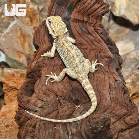 Hypo Citrus Bearded Dragon on wood branch.