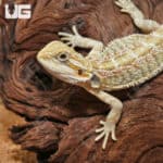 Juvenile Hypo Citrus Bearded Dragons (Pogona Vitticeps) For Sale - Underground Reptiles