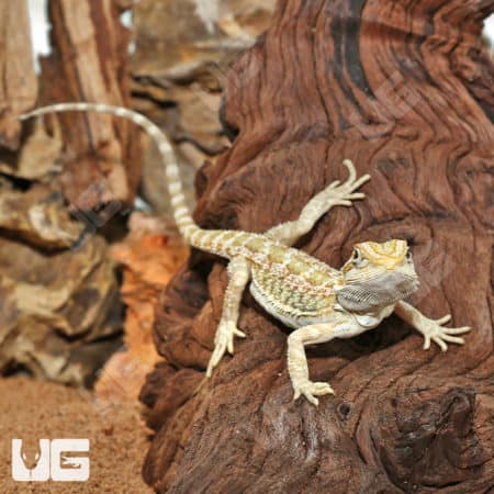 Hypo Citrus Bearded Dragon basking on wood branch.