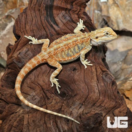 Bearded dragon with hypo inferno blue coloration on a wood log.