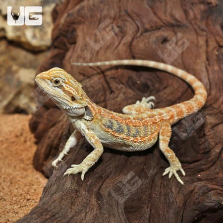 Bearded dragon with hypo inferno blue coloration on a natural habitat background.