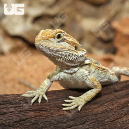 Bearded dragon with hypo inferno blue coloration, showcasing vibrant colors and detailed scales.