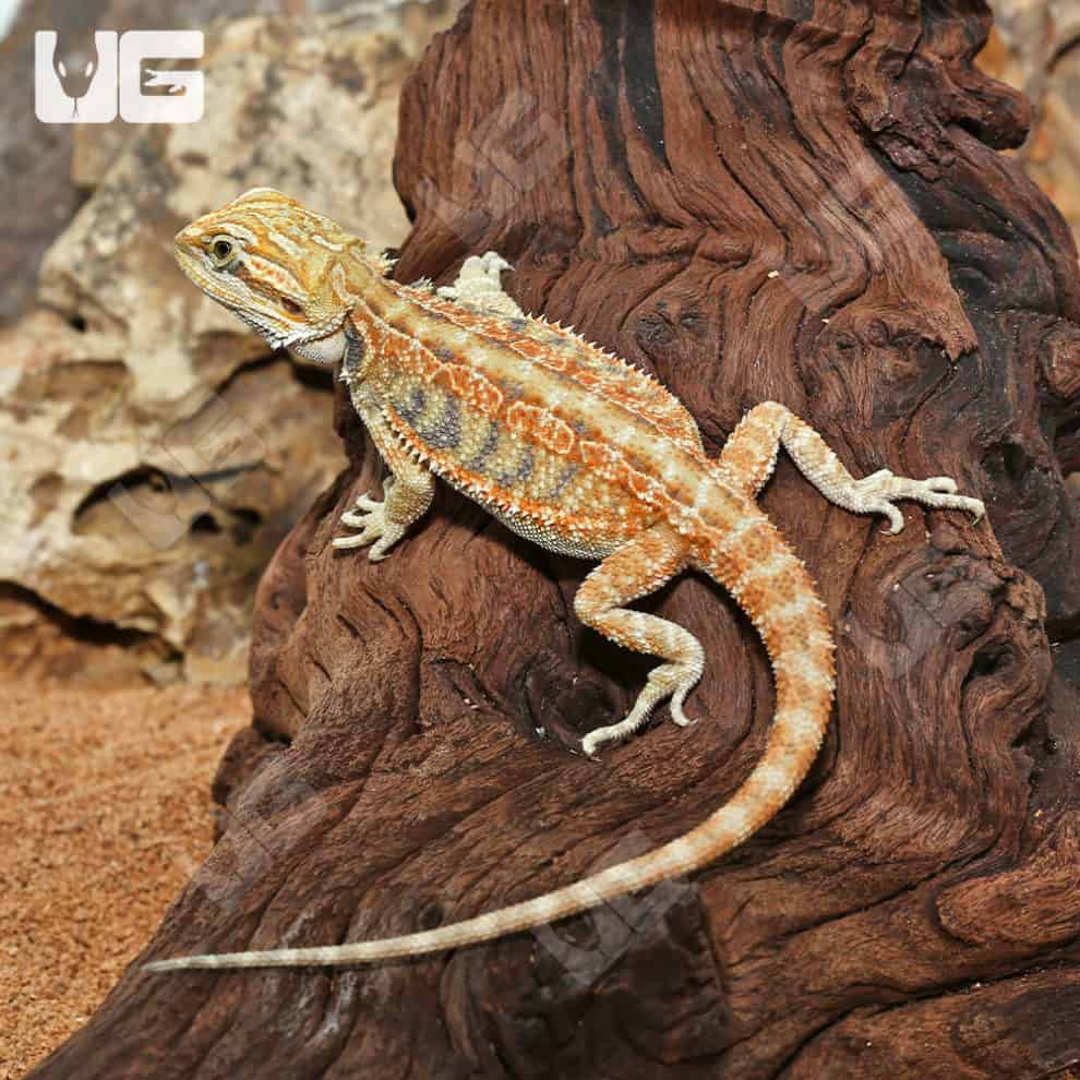 Bearded Dragons For Sale - Underground Reptiles