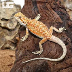 Hypo Inferno Dunner Bearded Dragons (Pogona vitticeps) for sale - Underground Reptiles
